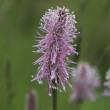 Portraitfoto Plantago media